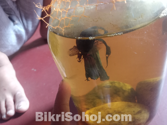 Betta fish (black and purple) color